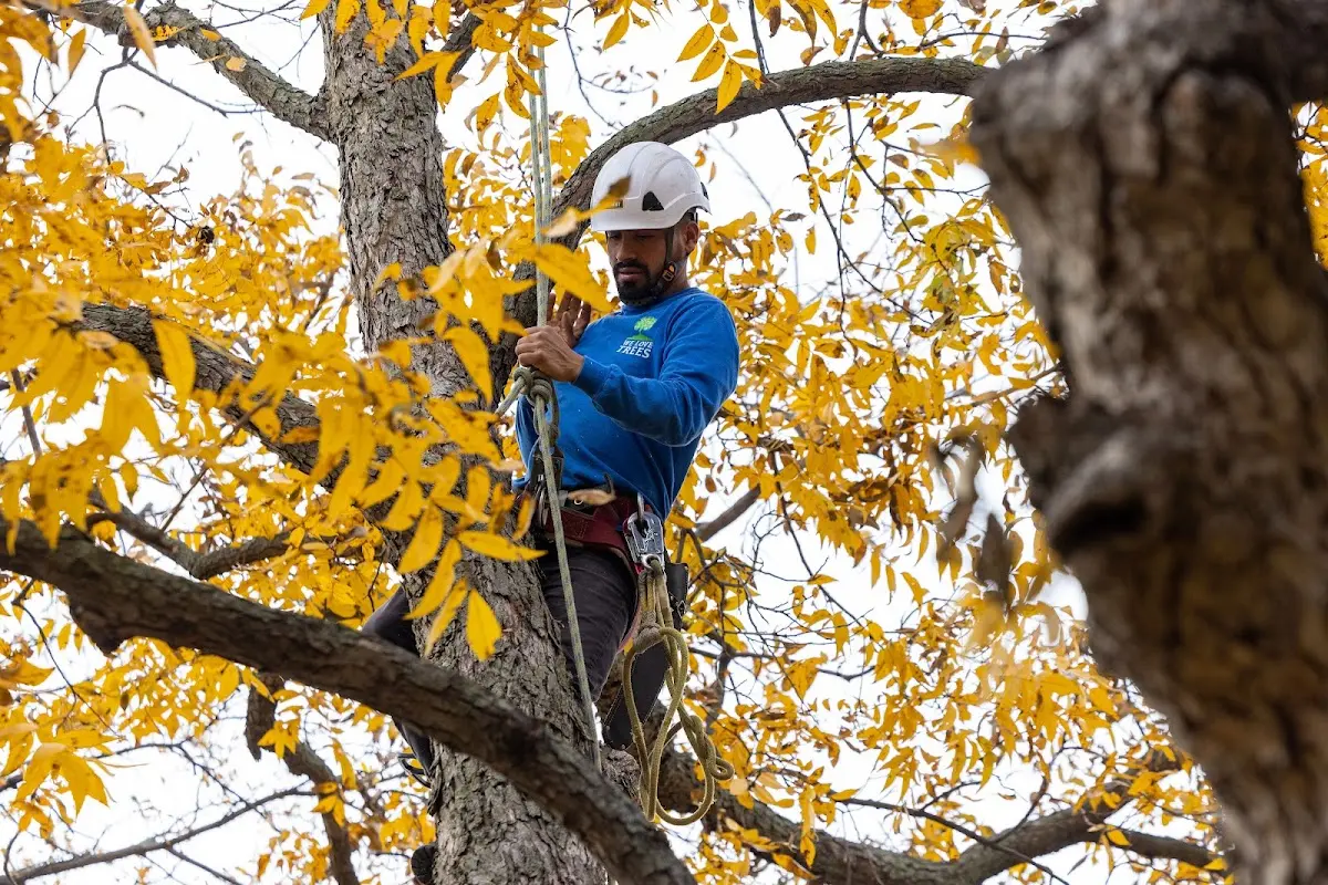 Skilled Tree Pruning crew working in La Grange