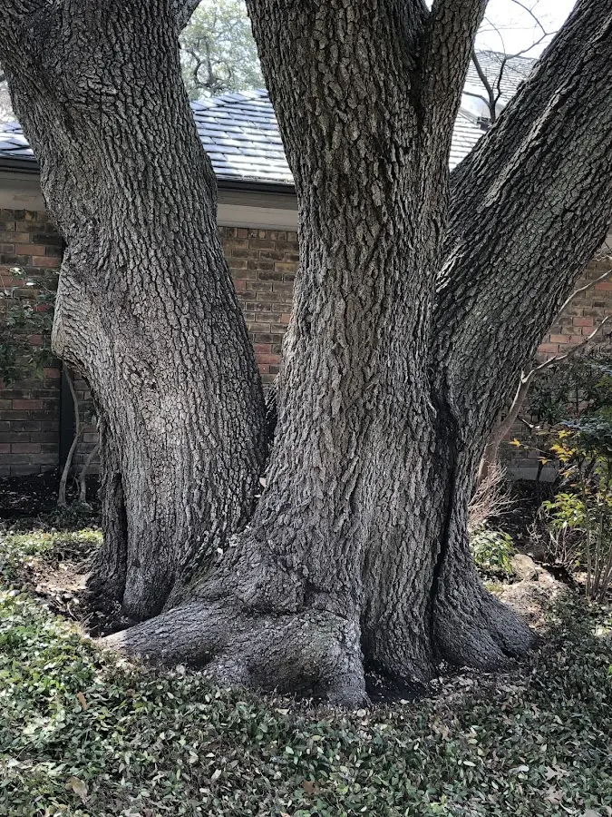 Mature heritage tree close to a La Grange property cared for by certified arborists